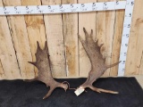 Set Of 18.4 Lbs Alaskan Moose Shed Antlers