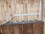 20.2 Lbs Of Whitetail Antlers