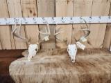 2 Sets Of Whitetail Antlers On Skulls