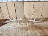 2 Wild Iowa Whitetail Shed Antlers