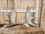 23 Lbs Set Of Moose Shed Antlers