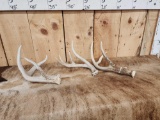 Group Of 3 Wild Whitetail Shed Antlers