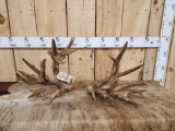 GIANT Set Of High 300 Class Whitetail Shed Antlers