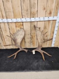 Set Of 30 Lbs Alaskan Moose Antlers