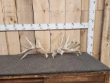 Set Of Heavy Mass Whitetail Shed Antlers