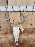 4x5 Whitetail Antlers On Skull