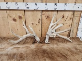 Set Of Heavy Mass Whitetail Shed Antlers