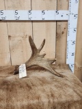 3.8 Lbs Self Standing Moose Shed Antler