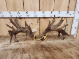 Set Of Heavy Mass Palmated Whitetail Shed Antlers