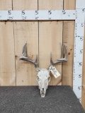 5x5 Whitetail Antlers On Skull
