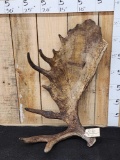 17 Lbs Alaskan Moose Shed Antler