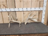 Set Of Heavy Mass Whitetail Shed Antlers