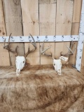 2 Sets Of Whitetail Antlers On Skulls