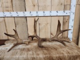 3 Self Standing Moose Shed Antlers