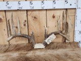 170 Class Wild Whitetail Antlers On Skull Plate