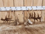 Giant 300 Class Whitetail Shed Antlers