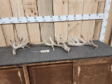 Group Of 3 Whitetail Shed Antlers
