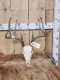 4x4 Whitetail Antlers On Skull