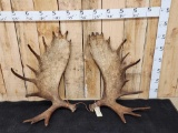 28.2 Lbs Set Of Alaskan Moose Shed Antlers
