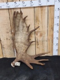 20.8 Lbs Alaskan Moose Shed Antler