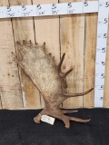 13.4 Lbs Alaskan Moose Shed Antler