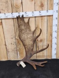 19.6 Alaskan Moose Shed Antler