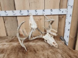 2 Sets Of Locked Whitetail Antlers On Skull