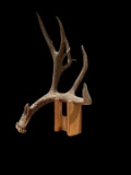 Massive 89 3/8? Wild Colorado Mule Deer Shed Antler
