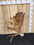 8.4 Lbs Alaskan Moose Shed Antler