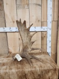 8.6 Lbs Self Standing Moose Shed Antler