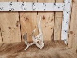 Freak Clustered Whitetail Shed Antler