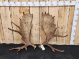 28.6 Lbs Set Of Alaskan Moose Shed Antlers
