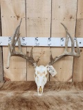 180 Class Whitetail Antlers On Skull