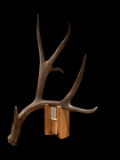 Monster 87? Wild Wyoming Mule Deer Shed Antler