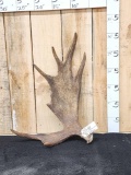 9.8 Lbs Alaskan Moose Shed Antler