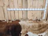 3 Sets Of Whitetail Shed Antlers