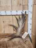 6.8 Lbs Moose Shed Antler
