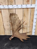 16.4 Lbs Alaskan Moose Shed Antler