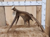 8.8 Lbs Self Standing Moose Shed Antler