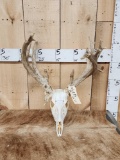 Main Frame 4x4 Whitetail Antlers On Skull