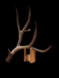 Giant 91 7/8? Wild Wyoming Mule Deer Shed Antler