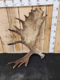 21 Lbs Alaskan Moose Shed Antler