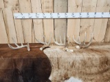 Group Of 4 Whitetail Shed Antlers