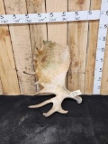 17 Lbs Alaskan Moose Shed Antler