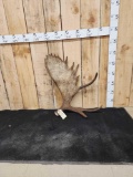 12 Lbs Alaskan Moose Shed Antler