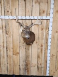 4x5 Whitetail Shoulder Mount Taxidermy