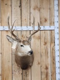 5x5 Mule Deer Shoulder Mount Taxidermy