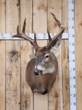 4x4 Whitetail Shoulder Mount Taxidermy