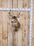 Sitka Blacktail Deer Shoulder Mount Taxidermy
