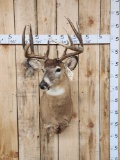 Main Frame 5x5 Whitetail Shoulder Mount Taxidermy